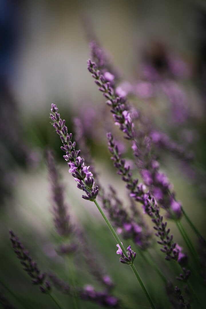 Mariage_région_bordelaise_Photographe_Christophe_boury_chris-creation_champêtre_chic_romantique_robe_de_mariee_www.photographe-33.fr- Lignan de Bordeaux lavande