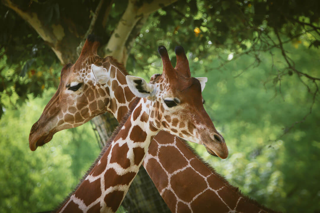 zoo de beauval photo d'animaux-www.photographe-33.fr Christophe Boury- Deux girafe qui se croise