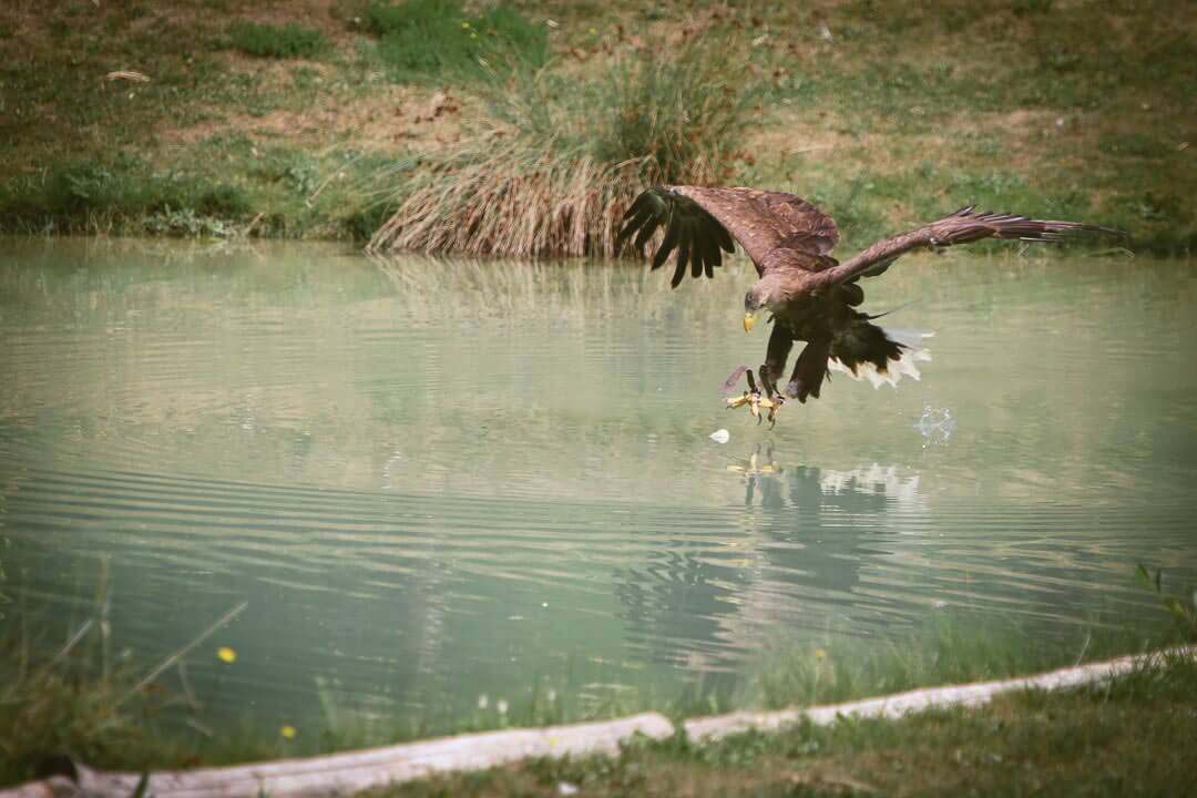 zoo de beauval photo d'animaux-www.photographe-33.fr Christophe Boury- aigle en chasse