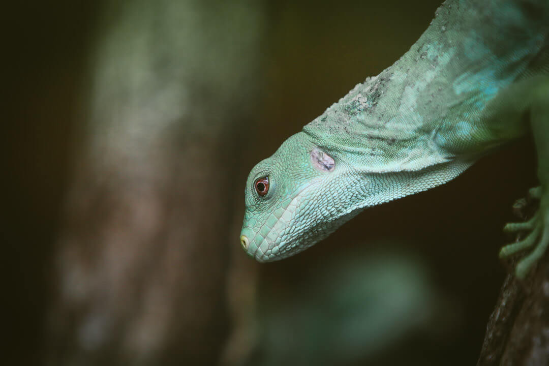 zoo de beauval photo d'animaux-www.photographe-33.fr Christophe Boury- lézard dans lanature