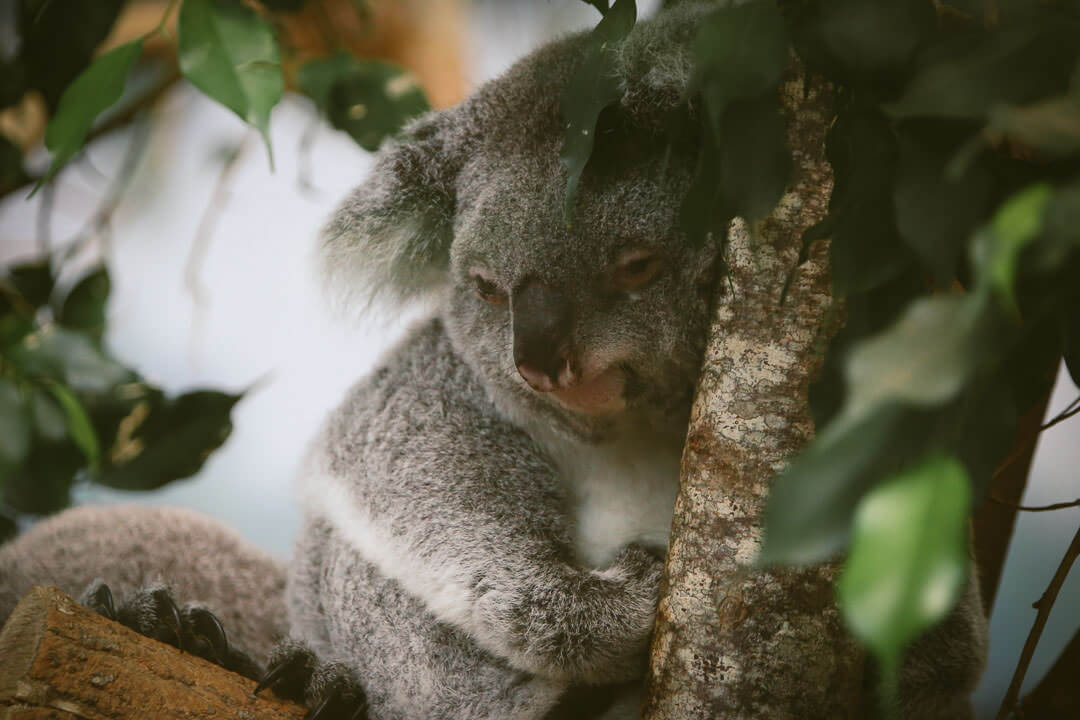 zoo de beauval photo d'animaux-www.photographe-33.fr Christophe Boury- Koala au réveil