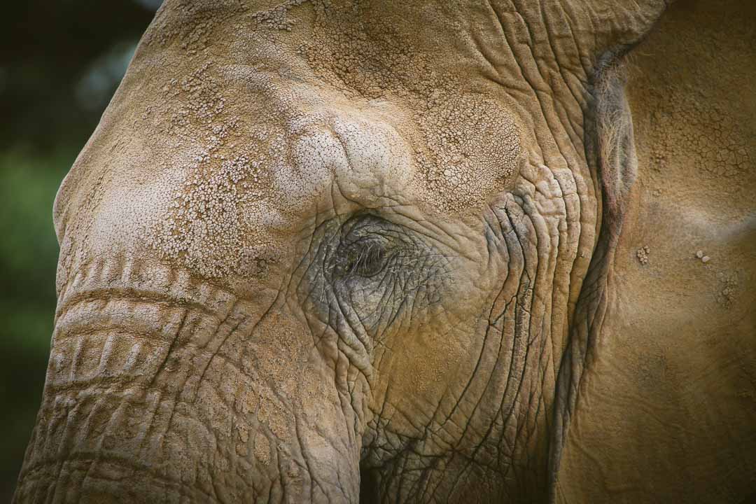 zoo de beauval photo d'animaux-www.photographe-33.fr Christophe Boury- éléphant d' afrique
