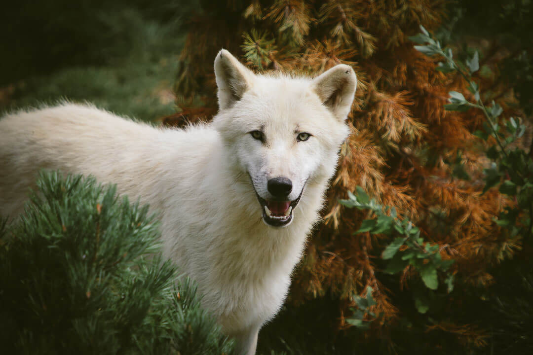 zoo de beauval photo d'animaux-www.photographe-33.fr Christophe Boury- loups blanc