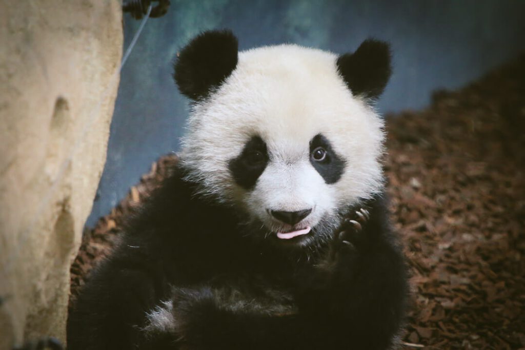 zoo de beauval photo d'animaux-www.photographe-33.fr Christophe Boury- bébé panda le regard pour Blog