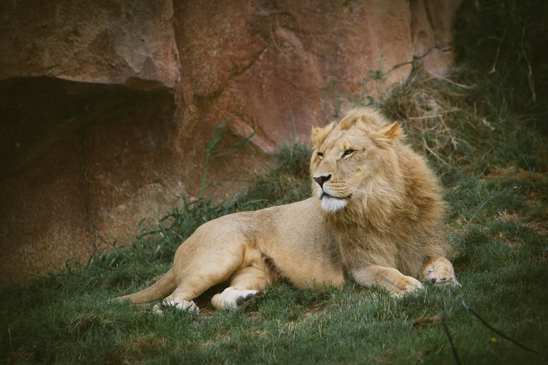 zoo de beauval photo d'animaux-www.photographe-33.fr Christophe Boury- lion