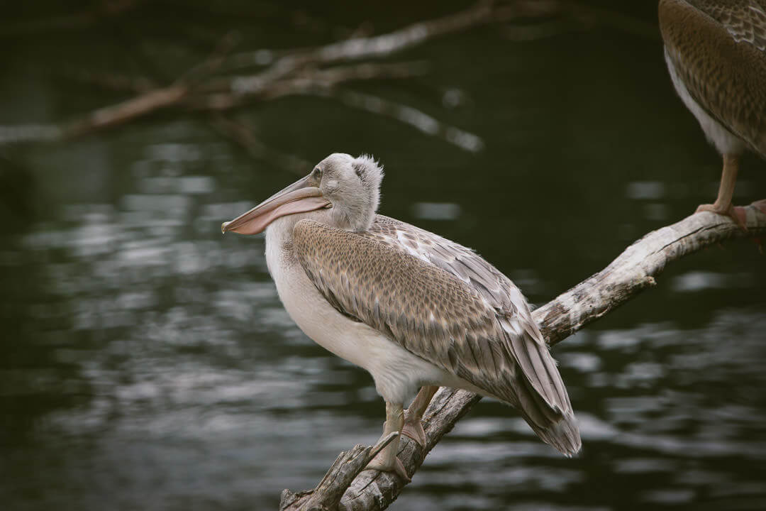 zoo de beauval photo d'animaux-www.photographe-33.fr Christophe Boury- pélican