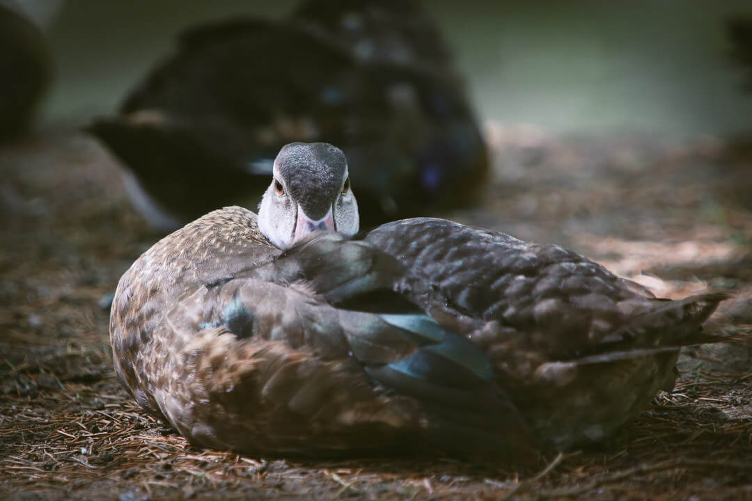 zoo de beauval photo d'animaux-www.photographe-33.fr Christophe Boury- canard